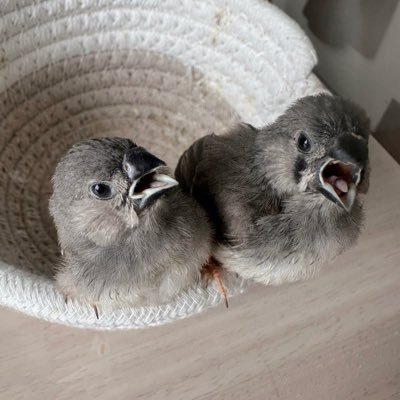 小動物吸ってUSG聴いて生きてるただのキンカ様の下僕。齧歯類とキンカチョウとネコが好き。爬虫類とかもいけちゃう系。