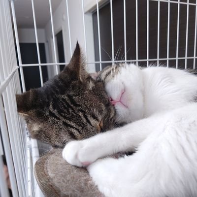 ゲーム、漫画と猫が好きです
apex時代に大佐と呼ばれていました
アモングアスは、嘘をつけません
スト6やったりもしてます!
無言フォローすいません🙏
Twitchで配信したりしなかった
https://t.co/JTTLvFsa2X
最近テックトック 始めた
あと、昼飯テロ多め