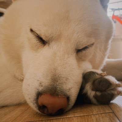 PJYCP's profile picture. 