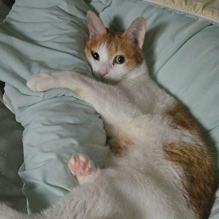 bosoming_normal's profile picture. 빠른94/유부녀/ 가족 : 장샘(남편), 나쵸,마요(고양이) /뻘트윗&일상트윗 다수/ FUB FREE / 맞팔 원하시면 멘션주세요