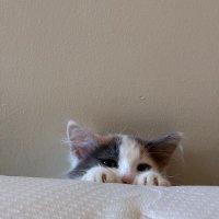 Kirpi bebek π¦ (@kirpibebek) 's Twitter Profile