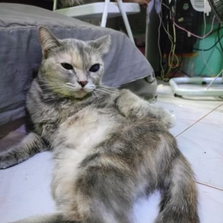 TikTikLove26's profile picture. #Ziyu #梓渝 #田栩宁 #TianXuNing #逆爱  
#ppoohkt @ppoohkt 
#pavelphoom @p