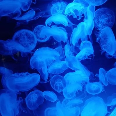 gunshot50729's profile picture. 琴葉姉妹を堪能することが生きがいであるただの思念体です。
百合に挟まる男はゲイ化させます。
蟻が象を殺すくらいの確率で自作絵を投稿。筆が遅い。