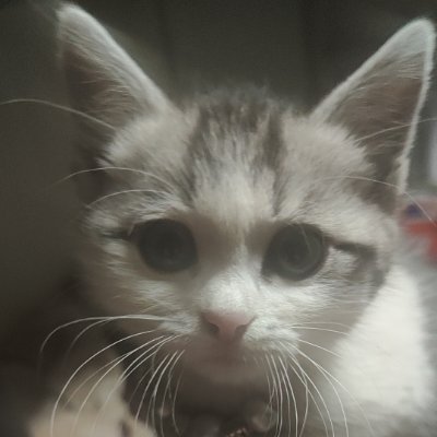 SZY8888888's profile picture. 