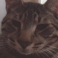 Grizoo 🍁 (@grizoonours_) 's Twitter Profile