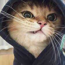 iig0magkr782446's profile picture. Life’s a runway—own it. 🚶‍♂️✨