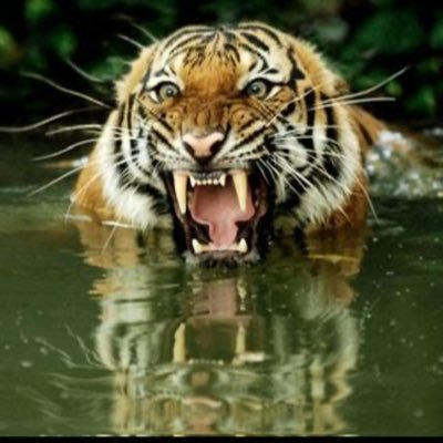 Roaring88's profile picture.