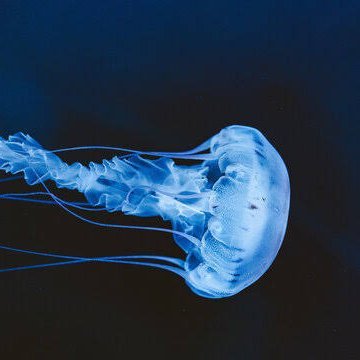 gentiadon's profile picture. あまりツイートしませんがよろしくお願いします！＾＾