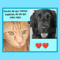 Ítaca🤍🤎🦖🐶🍋 (@carmepuiggrau1) 's Twitter Profile Photo Ítaca🤍🤎🦖🐶🍋 (@carmepuiggrau1) 's Twitter Profile Photo
