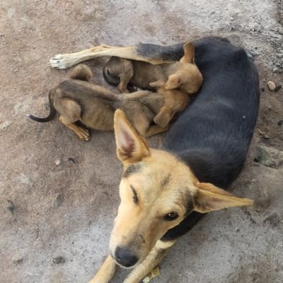 Give Hope to the Forgotten dogs 🙏🐶🐶🐶