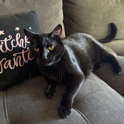 kittyphanelia's profile picture. Uneasy Hearts Weigh the Most