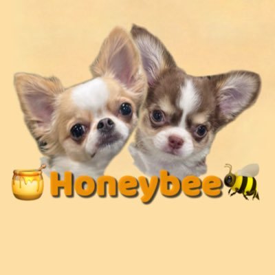 Honey(2024.4.27)フォーンホワイト🤍 bee(2025.5.5)チョコレートタンホワイト🤎ロングコートチワワのみつばち姉妹です🐝🍯お友だちたくさんできるとうれしいな🐶💖