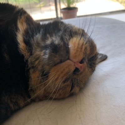 Spicy Chai Profile