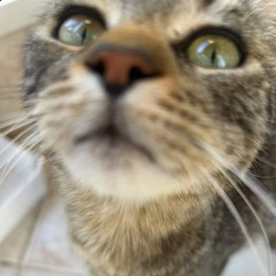 enesyyb's profile picture. mütecessis.