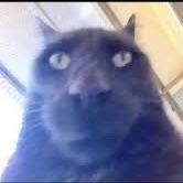 داوود داشاقیان (@thelastviper22) 's Twitter Profile