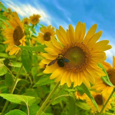 #HANA #HONEYs #MAHINA推し   ホールツアー当たれ！！！🌹🐝🧡