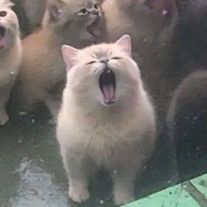 No need to find about me š || Tidak ada akun instagram dan tiktok || || TIDAK OPEN APAPUN!!!! Slowres chat tapi yapping parah||