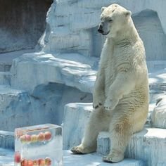 apexyuna's profile picture. Necessity is the mother of invention