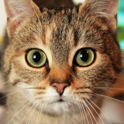 🐾 Serving you daily doses of whiskers, paws & endless purrs.
🎥 Short cat clips | 😹 Funny & cute moments | 💖 For cat lovers worldwide.