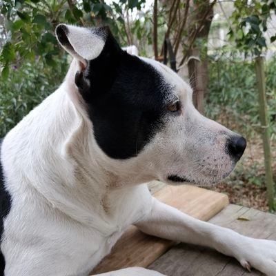 Chief LioDr Profile