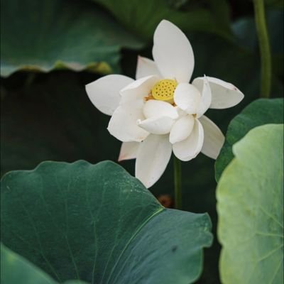 unidreamo's profile picture. 