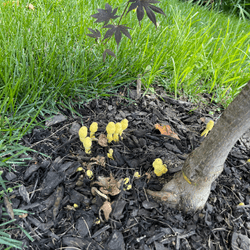 mitgearwig's profile picture. NFT Collector | Token Fan | #ETH#SOL#XRP