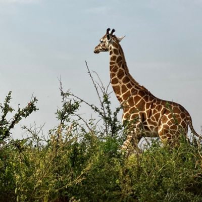 vivitelaeti7's profile picture. 大学院生@Geneva🇨🇭 アフリカ地域、平和構築、開発学