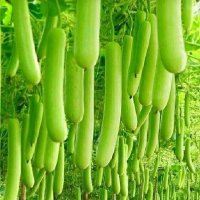 GREEN PUMPKIN (@green_pumpk) 's Twitter Profile Photo GREEN PUMPKIN (@green_pumpk) 's Twitter Profile Photo