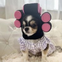 さぶいぬ (@komainu09_sub) 's Twitter Profile