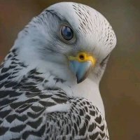 فحل ضالعي (@bkylhashm17255) 's Twitter Profile