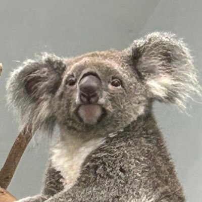 cy_1332's profile picture. ｜🐨 ミラ 、ツムギ、Moana💕｜ No koala no life