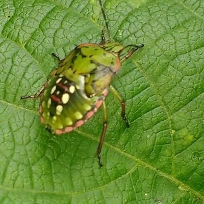 ElSemaforo501's profile picture. CHILENA.
ANTICOMUNISTA. 
TRABAJO PARA SER AUTOSUFICIENTE.
BORIC Y SU BANDA, SON DELINCUENTES QUE DEBEN PAGAR CON CÁRCEL.