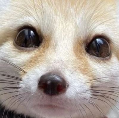 21 • He/Him • Furry artist attempt • ENG/ESP • Suggestive stuff