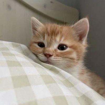 kuccucukco49454's profile picture. 