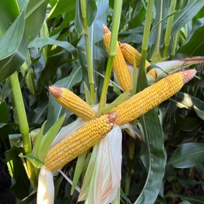 Farmer/Farm Manager/Real Estate Broker Thoughts are my own. Iowa State Alum