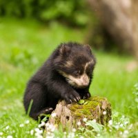 Spychosis (@spych0sis) 's Twitter Profile Photo