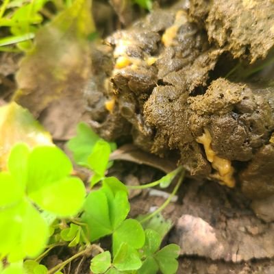 m__e__e__m's profile picture. كمْ خابَ ظني.. بمنْ اهديتهُ ثقتي
فأجبرتني ..على هِجرانِهُ التهمُ

كمْ صِرتُ جسراً.. لمنْ احببتهُ فمشى
على ضلوعي.. وكمْ زلّتْ به قدمُ