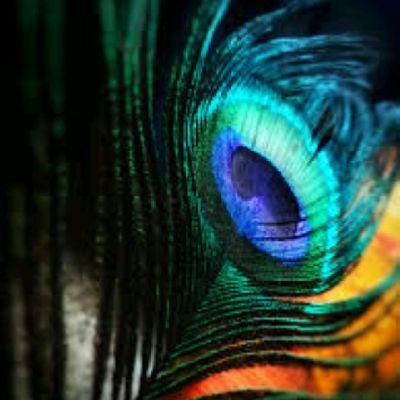 graphics designer, crypto trader and a content creator