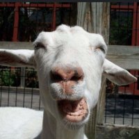 cryptogoat (@fetchsensei) 's Twitter Profile Photo cryptogoat (@fetchsensei) 's Twitter Profile Photo