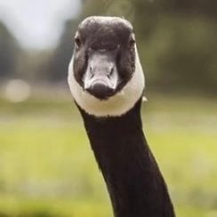 gooseさんのプロフィール画像