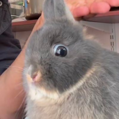 HazelDaMeowBun's profile picture. She/Her | 20 Years Old | Digital Artist | Into FNF, DW, Poppy Playtime, II and many other things | Taken by @DeeEpicFace 💖

I ❤ Cocoa, Ginger, Rudie and more!