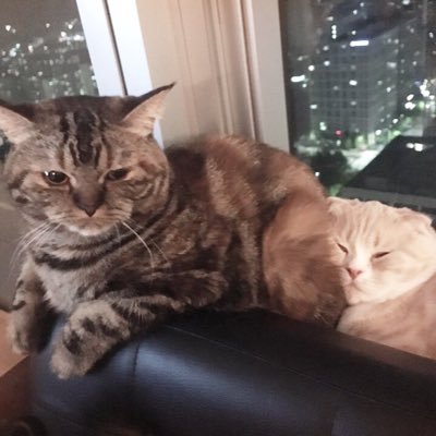 moonwind15753's profile picture. 멍텅래 당대표 사퇴기원.푸바오 선수핑 탈출 기원🙏🏻