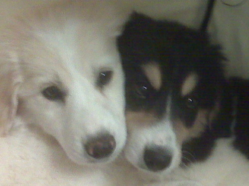 Teacher...Music...Puppies...Silliness