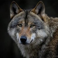 THE HELLHOUND (@release_t_beast) 's Twitter Profile
