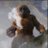 siwco_'s profile image