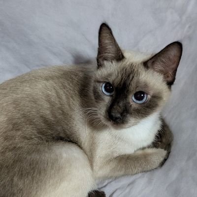 フェミが嫌い。政治用サブ垢。
『六四天安門』は自由と民主主義の精神を忘れないよう刻んでます。
論客不向き。
別姓派で返信が返ってこない時は生活優先しているか、しつこいので対応拒否❤
自分を押し付けてくる人はもっと嫌い〜🤗
猫のようにきまぐれ飽き性。いきなり明らかな誹謗中傷レッテル貼りは話する気無しなので🥦します