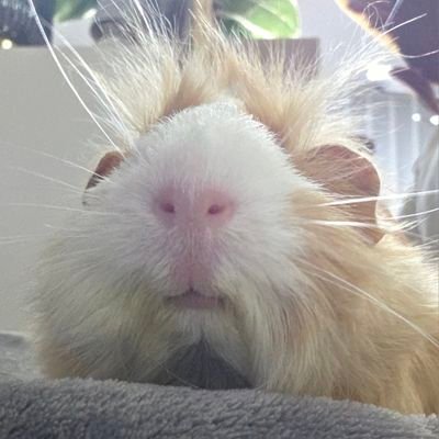 gucghiwj's profile picture. 기니사랑