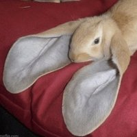 Caomogus (@caomogus) 's Twitter Profile