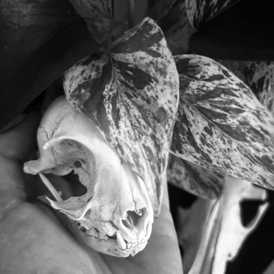 raelarkpoetry's profile picture. writing from the wreckage. tender teeth, soft claws.