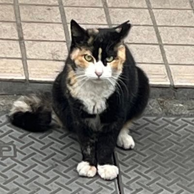 TypeC_TG's profile picture. @Tanabata_Games システムの人